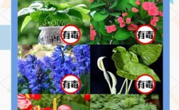 有毒花卉都有哪几个品种
