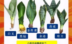 中国虎皮兰到底有多少品种？