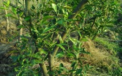 有刺橘子树是什么品种？