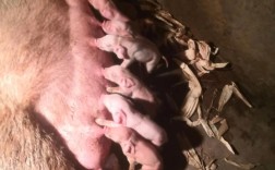 什么品种母猪下仔最多？