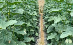 福建秋季甜瓜种植技术有哪些要点？