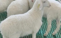 现在养羊选什么品种最合适？