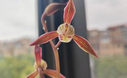 墨兰品种哪个品种最好