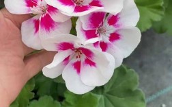 白色天竺葵有哪些常见品种？