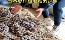 食用菌种植视频，关键技术要点有哪些？