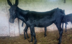 世界最大肉驴品种是哪个？