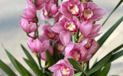 大花蕙兰哪个品种最好？