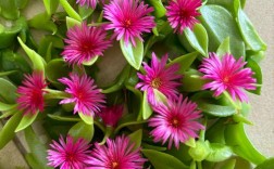 吊兰开花是品种差异吗？