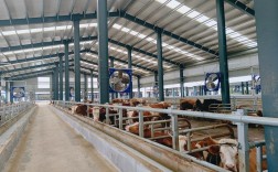 宁夏肉牛大型养殖技术如何高效实施？