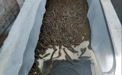 济南水蛭养殖技术难点有哪些？