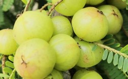 哪种橄榄品种最赚钱？