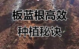板蓝根怎么种？视频教你关键技术！