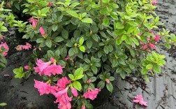 美国杜鹃花是哪个品种？