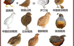 哪些鹌鹑品种下蛋多