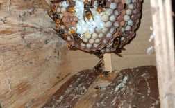 云南胡蜂养殖技术视频怎么学？