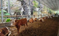 发酵床养牛技术视频有哪些要点？