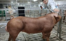 临汾猪新品种有哪些？