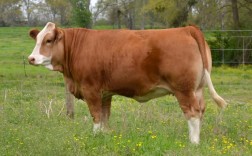 黄牛品种生长速度排名是怎样的？