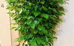 幸福树哪个品种颜值最高？