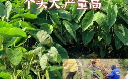 芋头高产栽培技术视频，关键点在哪？