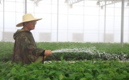 2025狍子种苗价格会涨还是跌？