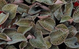 金线莲品种如何区分？