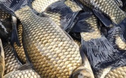 四大家鱼养殖技术视频，如何高效掌握？