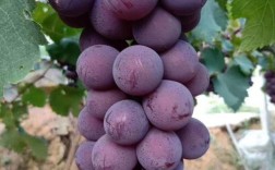 山东适合种哪些葡萄品种？