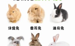 兔子的品种和分类讲解
