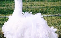 什么鹅品种又大又好看？