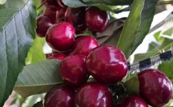 樱桃品种哪个最好？