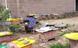 蜜蜂养殖加盟怎么操作？