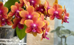 哪些蝴蝶兰品种自带香味？