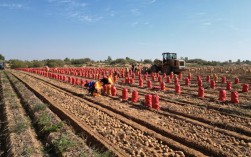 广西马铃薯种植技术视频有哪些要点？