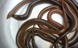 鳝鱼乌鱼泥鳅价格为何有差异？