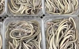 2025福建鳗苗价格会涨还是跌？