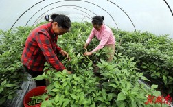 早春大棚青椒如何高产种植？