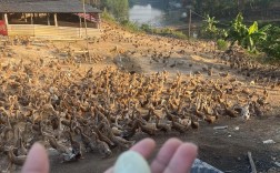 蛋鸭养殖技术有哪些关键要点？