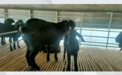 品种齐全小尾寒羊价格