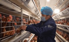 养殖技术视频哪里找？