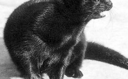 金州黑色标准水貂价格