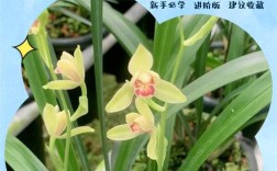 健兰兰花品种数量究竟有多少？