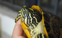 沙琅火焰龟2025价格会涨还是跌？