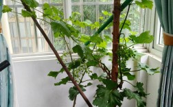 葡萄盆景怎么栽培？视频教你技巧！