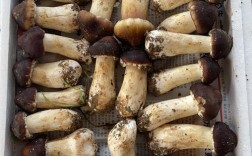 人工种植蘑菇品种到底有多少？