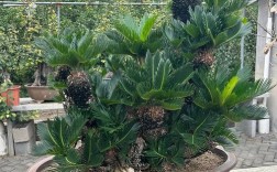 铁树珍稀品种具体是哪种？