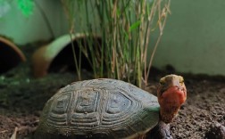 黄缘闭壳龟降养殖技术怎么掌握？