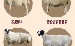 最新品种羊有哪些品种？