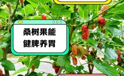 果桑种植技术要点有哪些？