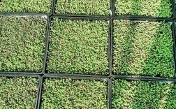 草本花卉育苗盘播种，关键技术要点有哪些？